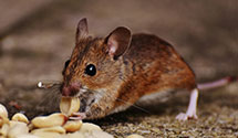 24 Hour & Emergency Exterminators in Gunnison, CO